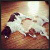 Fixing a tire sidewall slice?-tired_pups.jpg