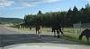 SL Diesel - Road Trip (Canadian Rockies)-horses.jpg