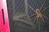 Spider webs-wolf-spider-small.jpg