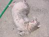 joke thread-baby-cat-rolling-back-b.jpg