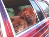 Dogs and W123s-msandm.jpg