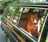 Dogs and W123s-img_2325s.jpg