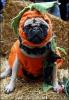 happy h-ween dog pic-festus.jpg