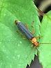 Insect identification - California-img_0497-2-.jpg