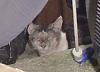 Cat Hospice-alley-cat-2.jpg