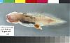 Intersting fish found after tsunami (pictures)-aphyonus.jpg