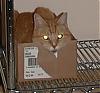 Lets see your cat picture-tiggerbox.jpg