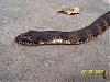 Any herpetologists out there?-100_3192.jpg