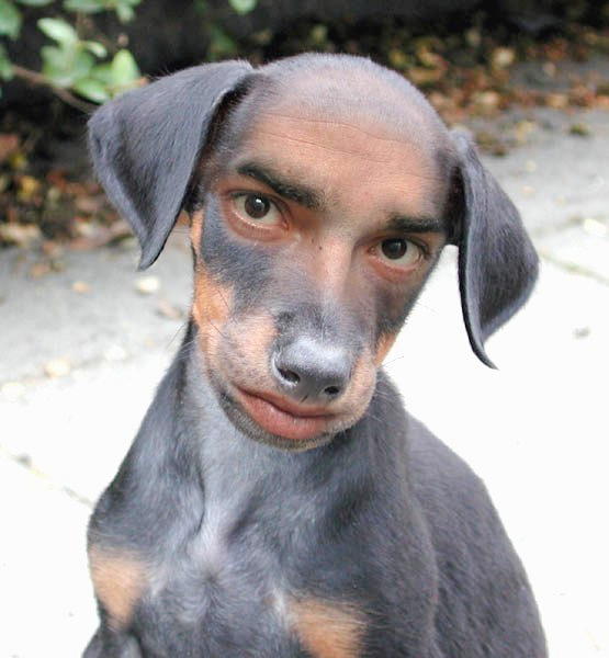 49551d1195183442-man-marries-dog-humandfacedboy.jpg