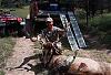 Anyone hunt/shoot muzzleloader rifles..???-bull-elk-1.jpg