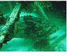 AYE CARUMBA- Giant Grouper Declared New Species-grouper.jpg