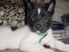 New puppy in the family-dsc00750.jpg