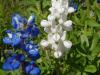 BlueBonnets and WhiteBonnets....REALLY !-bluewhitebon.jpg