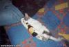 I REALLY need to get my cat neutered!-789264.1.jpg