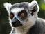 lemur's Avatar