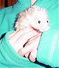 Introduction-mr-fuzzy-wuzzy.jpg