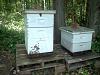 saving 50,000 honey bees-bees.jpg