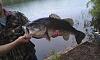 Professional fisherman fished in the lake yesterday-fish-51813.jpg