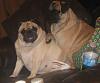 Are you a cat person or a dog person?-puggits-33.jpg