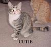Are you a cat person or a dog person?-cutie.jpg