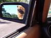 Dogs and W123s-actionmolly.jpg