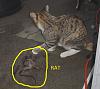 Cat and Mouse-cat-rat-circle.jpg