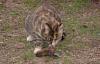 Gopher extermination methods-cat-eating-gopher-xxx.jpg