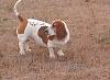 I don't know if my poor puppy is going to make it to Christmas-im001217.jpg