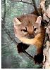 under-hood contact switch - what's it for?-marten.jpeg