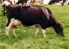Which oil should I use for ....-lawn-mower.jpg